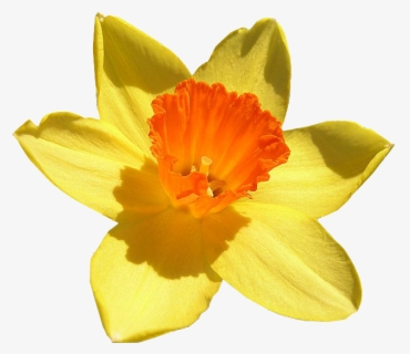 Daffodil March Flower Drawing , Free Transparent Clipart - ClipartKey
