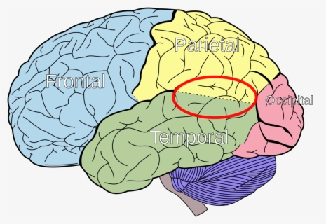 Lobes Of The Brain Blank Diagram , Free Transparent Clipart - ClipartKey