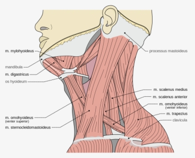 Neck Clipart Muscle Ache - Muscle Pain Png , Free Transparent Clipart ...