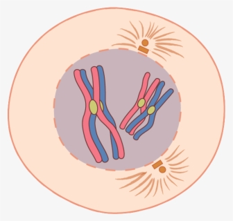 Mitosis Prophase Png , Free Transparent Clipart - ClipartKey