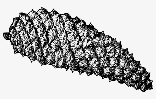 Free Pine Cone Clip Art With No Background Page 3 Clipartkey