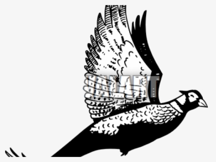 Quail Hunting Cliparts - Clip Art , Free Transparent Clipart - ClipartKey