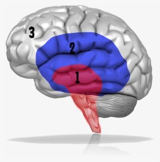 Three Brains , Free Transparent Clipart - ClipartKey