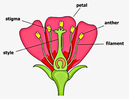 Clip Art Parts Of A Daisy Flower Diagram - Parts Of The Plants And Its ...