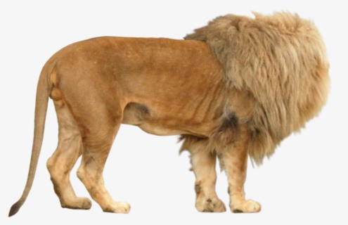 Lion Ping , Free Transparent Clipart - ClipartKey