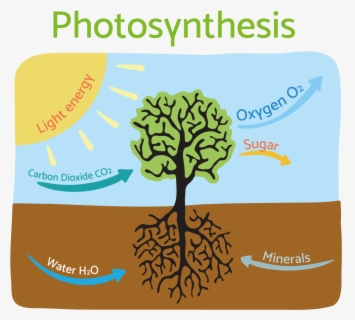 Free Photosynthesis Clip Art With No Background - Clipartkey