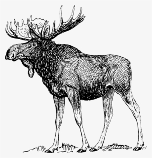 Free Moose Black And White Clip Art With No Background Clipartkey