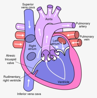 Clip Art File Diagram Of The - Human Heart Without Labels , Free ...