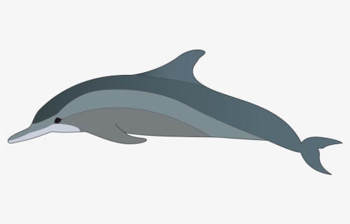 Free Dolphin Clip Art With No Background Clipartkey