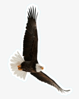 Transparent Bald Eagle Clipart - Eagles Flying Png , Free Transparent ...