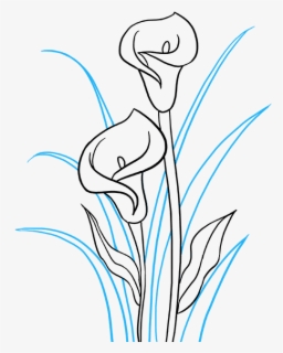 Calla Lily Drawing Easy , Free Transparent Clipart - ClipartKey