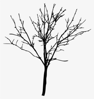 Bare Tree Transparent Background - Transparent Bare Tree Png , Free ...
