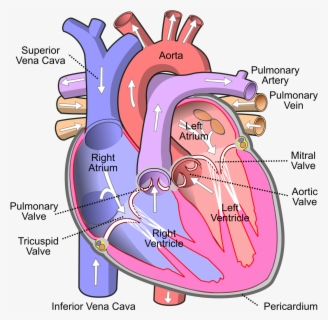 Clip Art File Diagram Of The - Human Heart Without Labels , Free ...