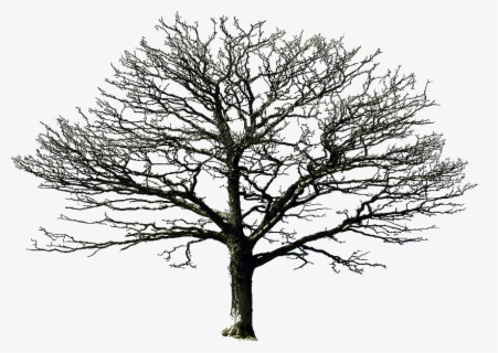 Free Bare Trees Clip Art with No Background - ClipartKey