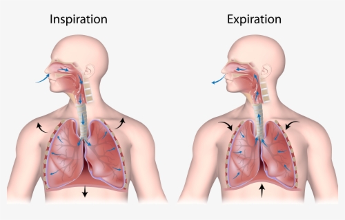 Relax Clipart Human Breathing - Fluid , Free Transparent Clipart ...