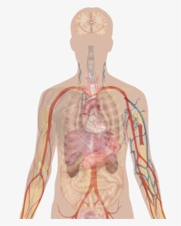 Human Body Clipart - Human Body Organs Clipart , Free Transparent ...