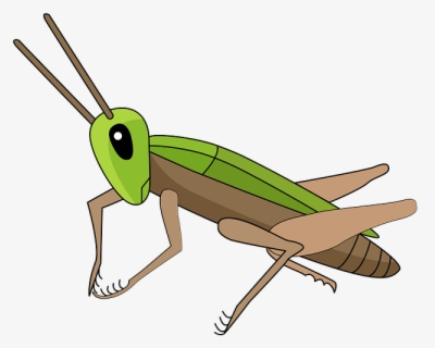 Band Winged Grasshoppers Free Transparent Clipart ClipartKey