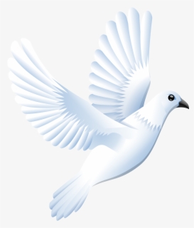 clipart bird descending transparent white dove png free transparent clipart clipartkey transparent white dove png free