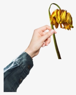 Featured image of post Hand Holding Dead Flowers Drawing Doms zoom ultimate dark pencil subscribe to my channel to get more drawing videos i am going to show you in