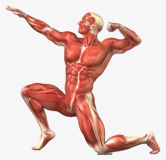Muscle Anatomy Png Muscular System Png Free Transparent Clipart Clipartkey