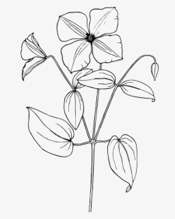 clematis sampaguita flower drawing easy free transparent clipart clipartkey sampaguita flower drawing easy free