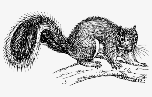 How To Draw Cartoon Squirrel - Cartoon Sketches Of Squirrels , Free 