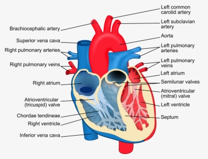 Label The Heart Science Learning Hub Jpg Free Library - Simple Heart ...