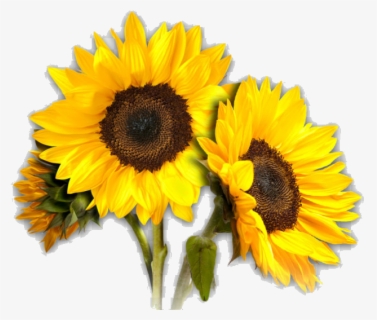 Clip Art Cartoon Sunflowers , Free Transparent Clipart - ClipartKey