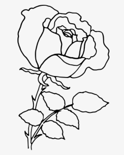 Rose Transparent Images Pluspng - Rose Outline Transparent Background ...