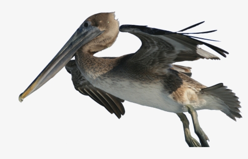 Pelican Clip Art - Pelican Png , Free Transparent Clipart - ClipartKey