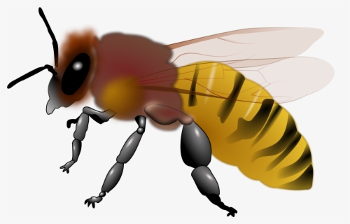 Free Bee Clip Art With No Background Clipartkey