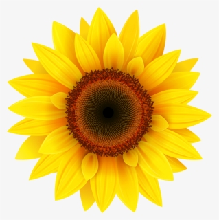 Download Free Sunflowers Clip Art With No Background Clipartkey