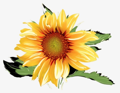 Free Sunflowers Clip Art With No Background Clipartkey