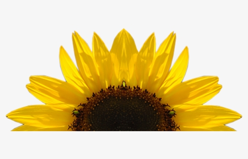 Free Sunflowers Clip Art With No Background Clipartkey