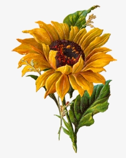 Download Vintage Sunflower Botanical Illustration Free Transparent Clipart Clipartkey