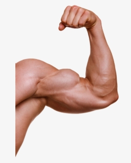 Muscle Png Image Cartoon Arm Muscle Transparent Background Free
