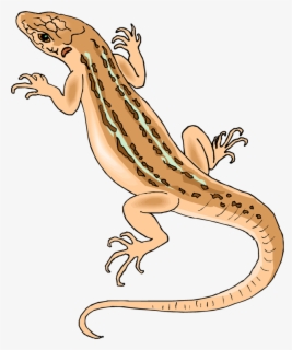 Lizard - Clipart Images Of Lizard , Free Transparent Clipart - ClipartKey