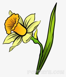 Clip Art Drawing Daffodil For - Daffodil Drawing Png , Free Transparent ...
