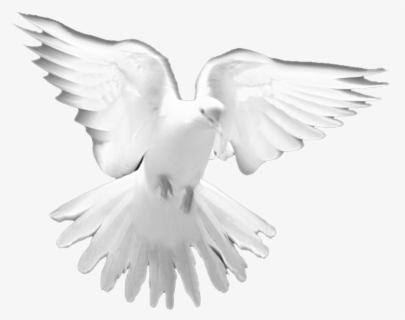 free png download white birds on heaven png images holy spirit dove png free transparent clipart clipartkey holy spirit dove png