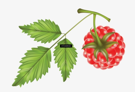 Free Raspberry Clip Art with No Background - ClipartKey