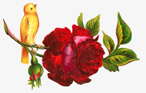 Free Red Rose Clip Art with No Background - ClipartKey