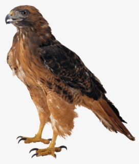 Falcon Clipart Web Clipart - Eagle Meaning In Hindi , Free Transparent