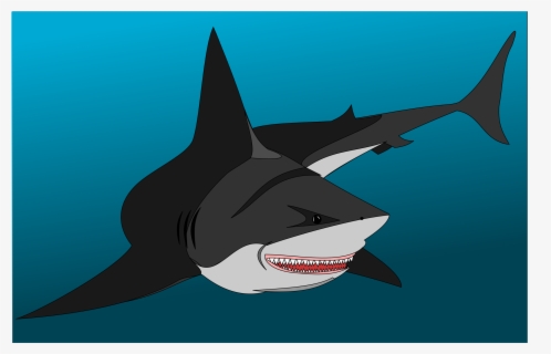 Marine Biology,shark,killer Whale - Fish Drawings Of Sharks , Free ...