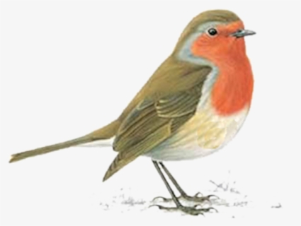 Red Robin Bird Clipart - Bird Wallpaper