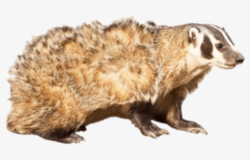 Rampant Badger , Free Transparent Clipart - ClipartKey