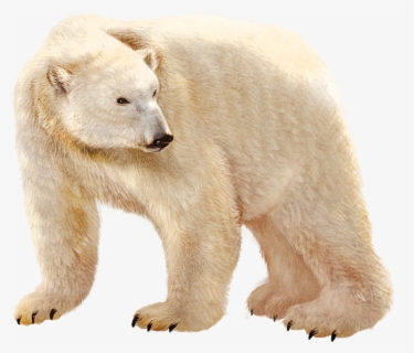 Urso Polar Cute Clipart Free Transparent Clipart Clipartkey