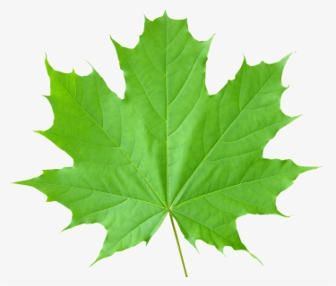 Transparent Maple Leaf Png - Maple Leaves Clipart Green , Free ...