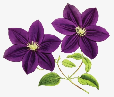 Free Purple Flower Clip Art With No Background Clipartkey