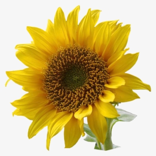 Download Sunflower Sunflowers Clipart Free On Cognigen Cellular 