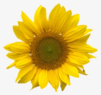 Free Sunflowers Clip Art With No Background Clipartkey